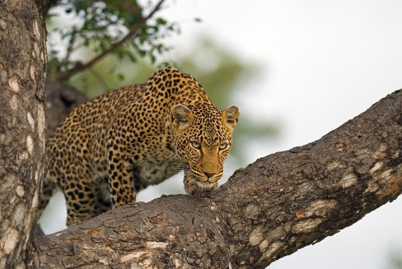 Pondoro Game Lodge Balule Doğa Koruma Alanı Dış mekan fotoğraf