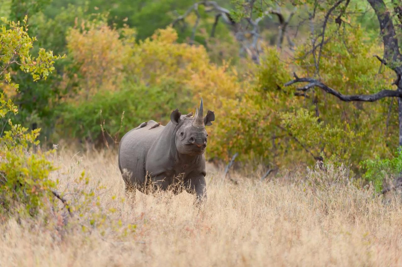 Pondoro Game Lodge Balule Doğa Koruma Alanı Dış mekan fotoğraf