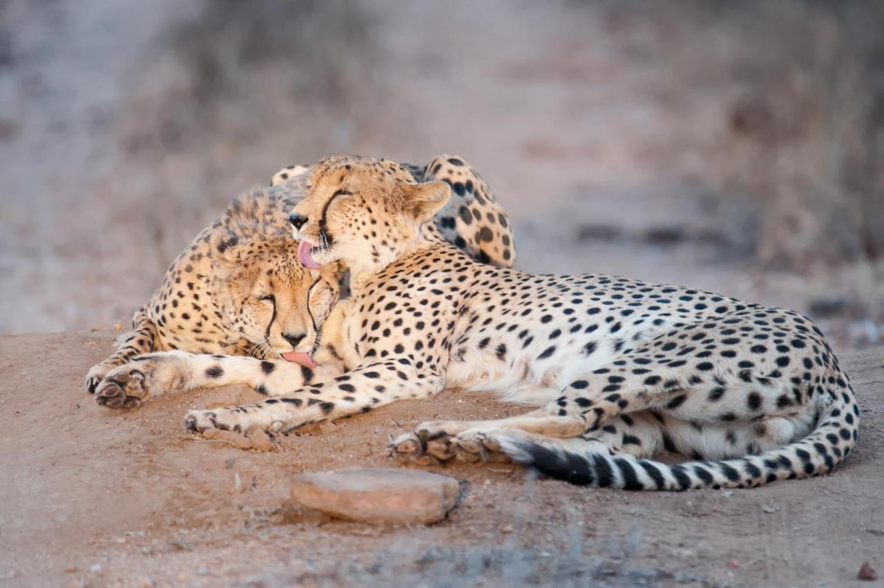 Pondoro Game Lodge Balule Doğa Koruma Alanı Dış mekan fotoğraf