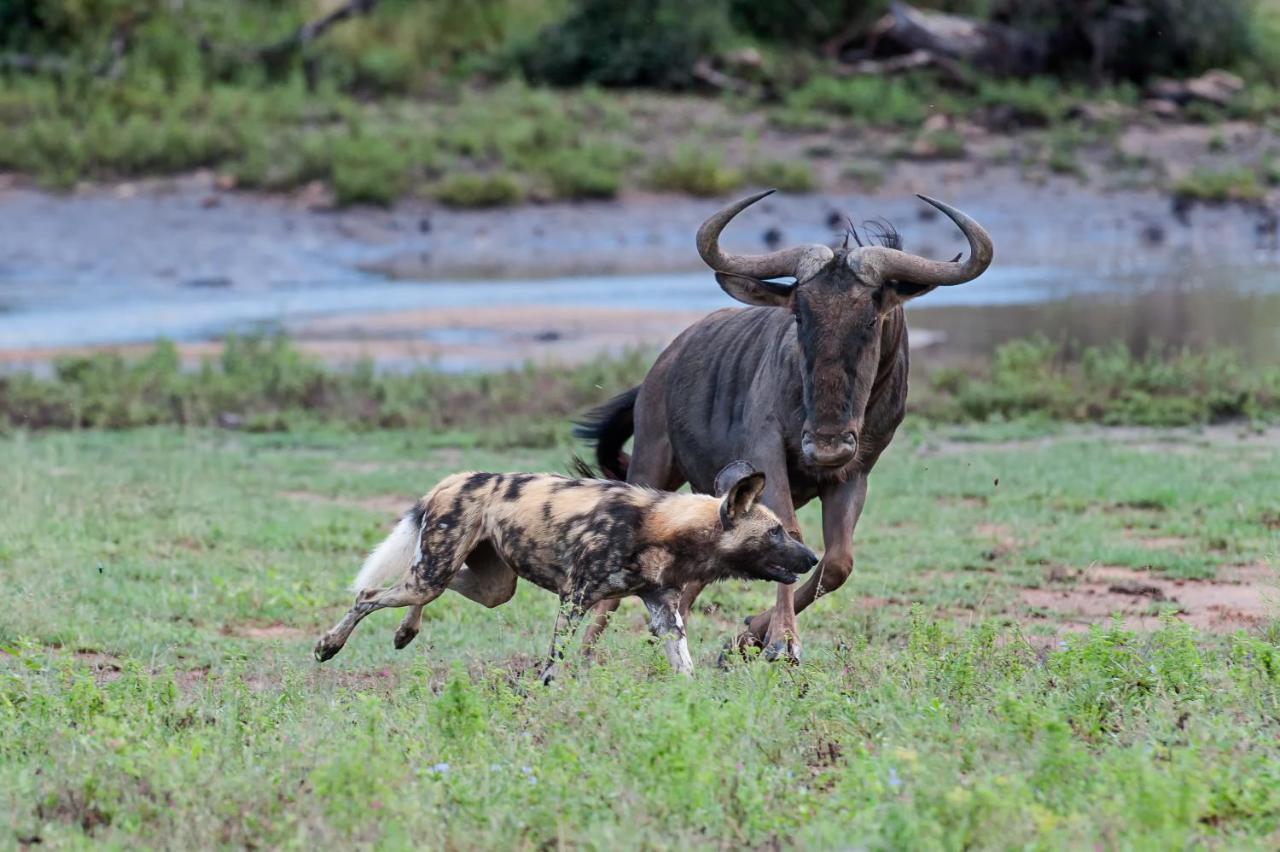 Pondoro Game Lodge Balule Doğa Koruma Alanı Dış mekan fotoğraf