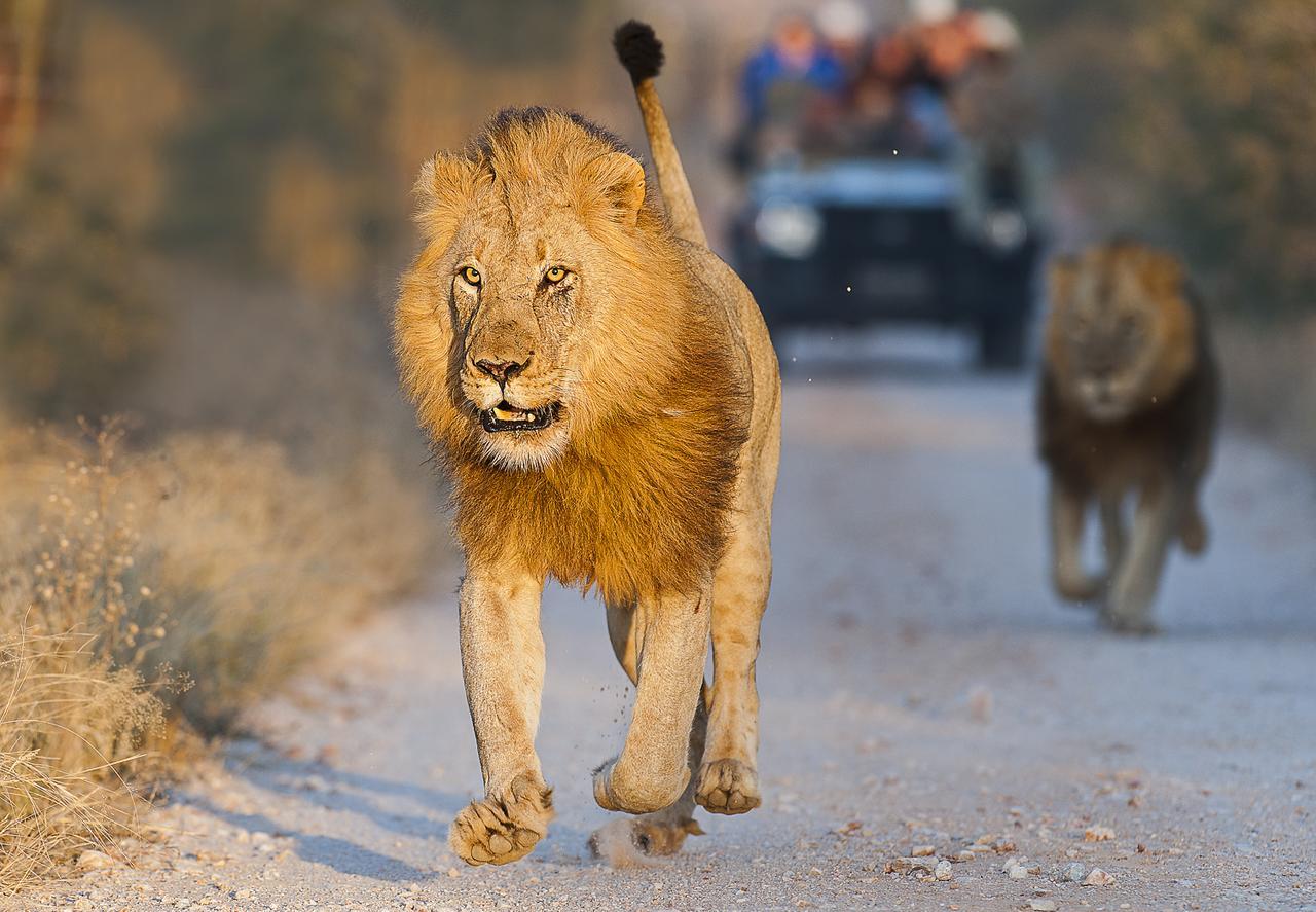 Pondoro Game Lodge Balule Doğa Koruma Alanı Dış mekan fotoğraf