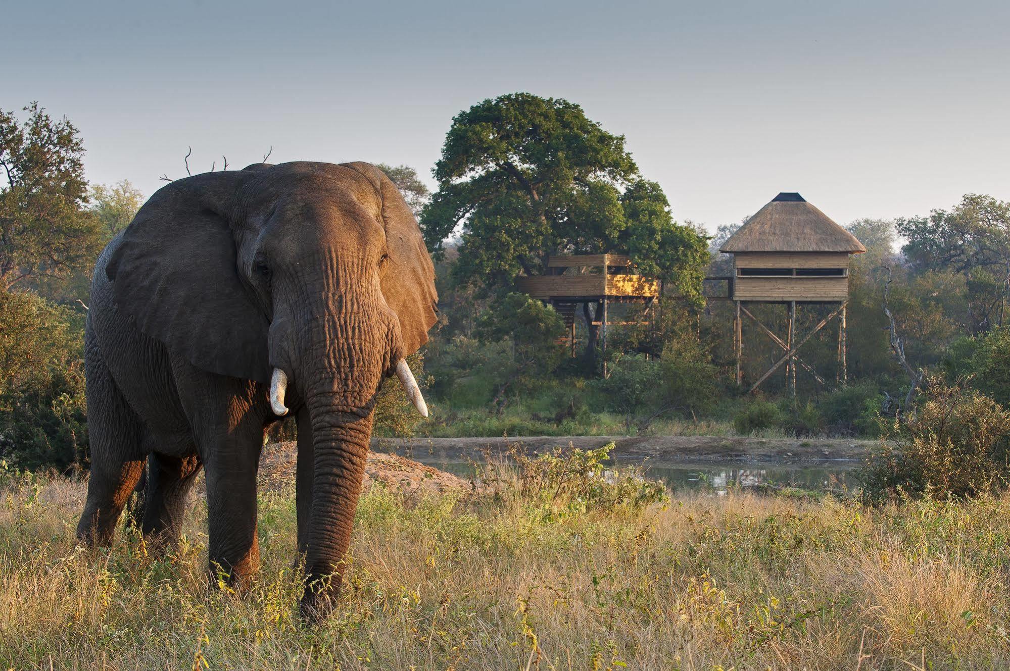 Pondoro Game Lodge Balule Doğa Koruma Alanı Dış mekan fotoğraf