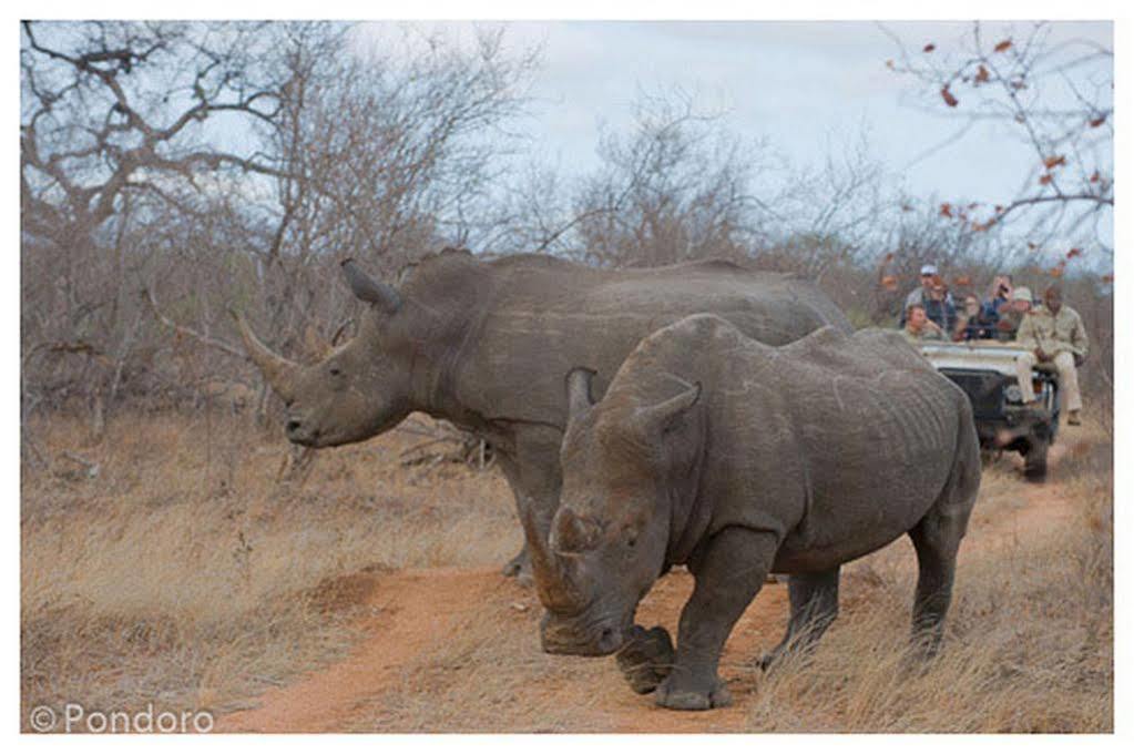 Pondoro Game Lodge Balule Doğa Koruma Alanı Dış mekan fotoğraf